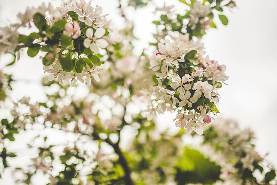 beautiful, bloom, blooming, blossom, blur, branch, bright, close-up HD wallpaper