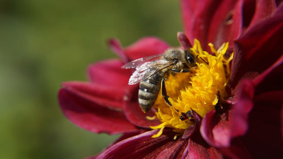 nature, flower, insect, wasp, beautiful flower, spring, breakfast HD wallpaper