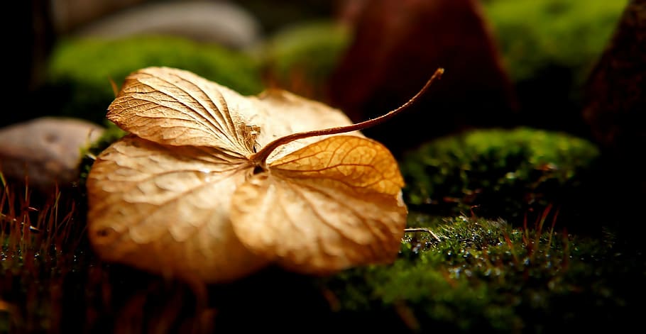 nature, dry leaf, green, moss, macro, close-up, plant, selective focus HD wallpaper