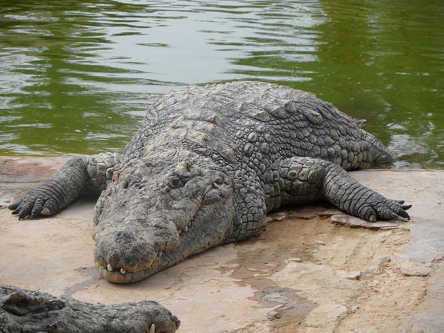 Crocodile, Predator, Dangerous, alligator, reptile, tooth, animal HD wallpaper