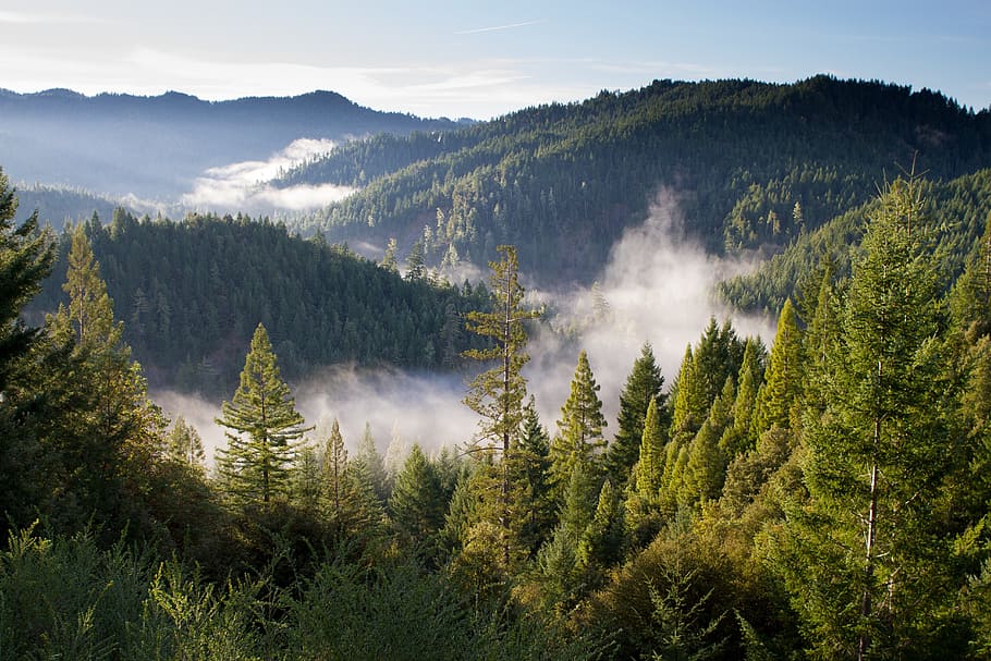 green trees at daytime, mountains, mist, nature, landscape HD wallpaper