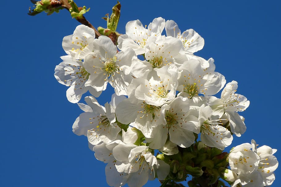 cherry, flowers, nature, spring, white, garden, flowering, blossomed HD wallpaper