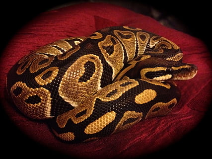 Ball Python, Python, Snake, Normal, Reptile, animal, wildlife HD wallpaper