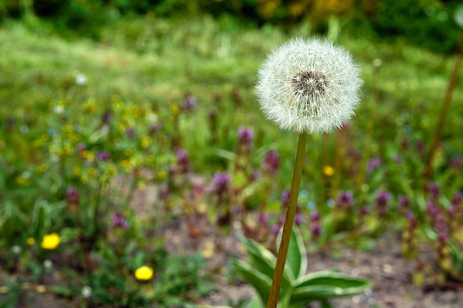 dandelion, flower, spring, nature, beautiful, bloom, pink, in the summer of HD wallpaper