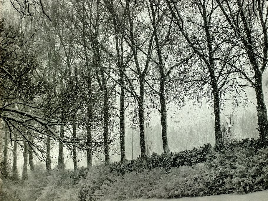 snow, ice, winter, zing, frost, snowy, winter landscape, ze HD wallpaper