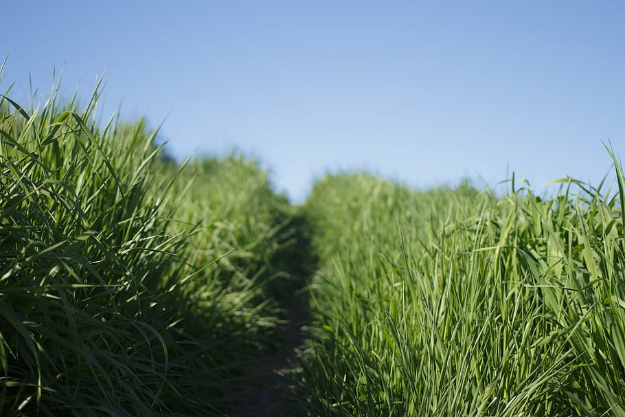 close-up, grass, macro, nature, path, sky, green Color, summer HD wallpaper