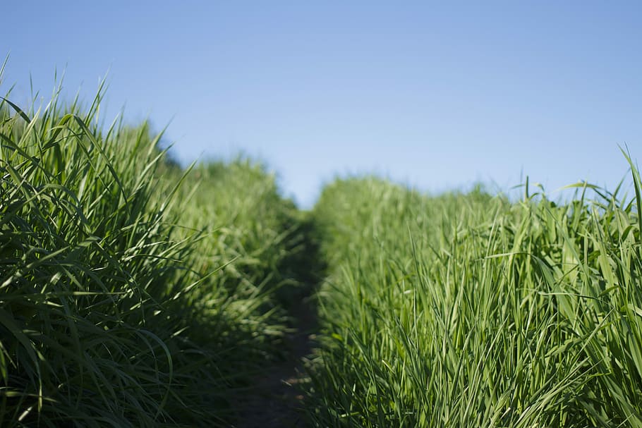 grass field, shallow focus photography of grass lawn, green, path HD wallpaper