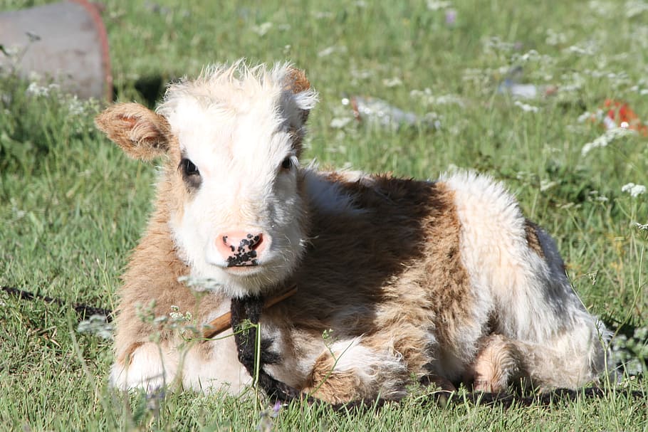 Pet, 犛, Cattle, Tibet, 犛 cattle, grass, one animal, animal themes HD wallpaper