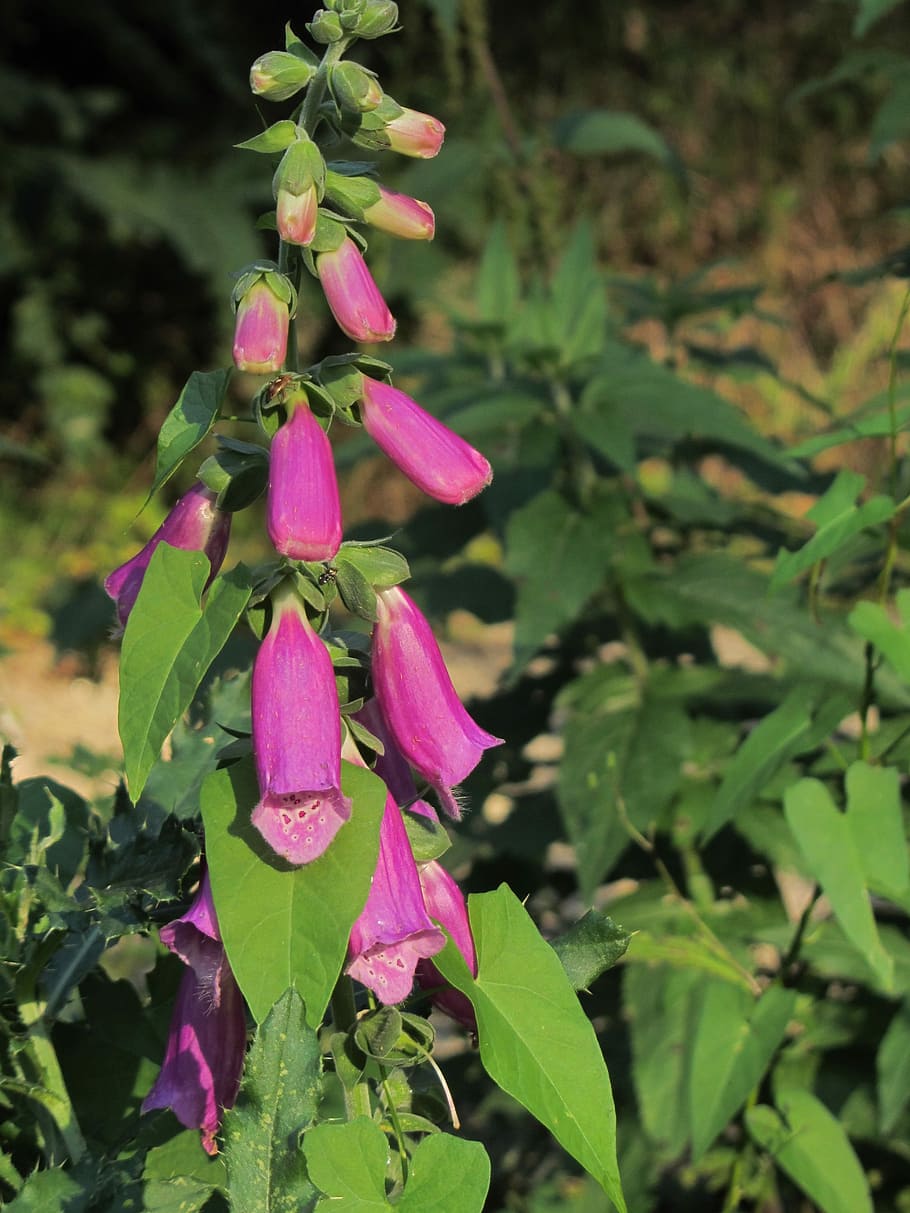 Thimble, Plant, Flower, Blossom, hanging, bloom, digitalis HD wallpaper