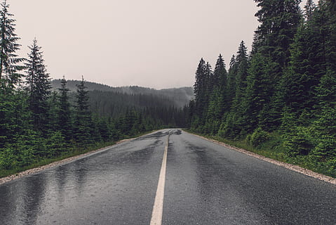 black concrete road near green leaf trees, rain, forest, woods HD wallpaper