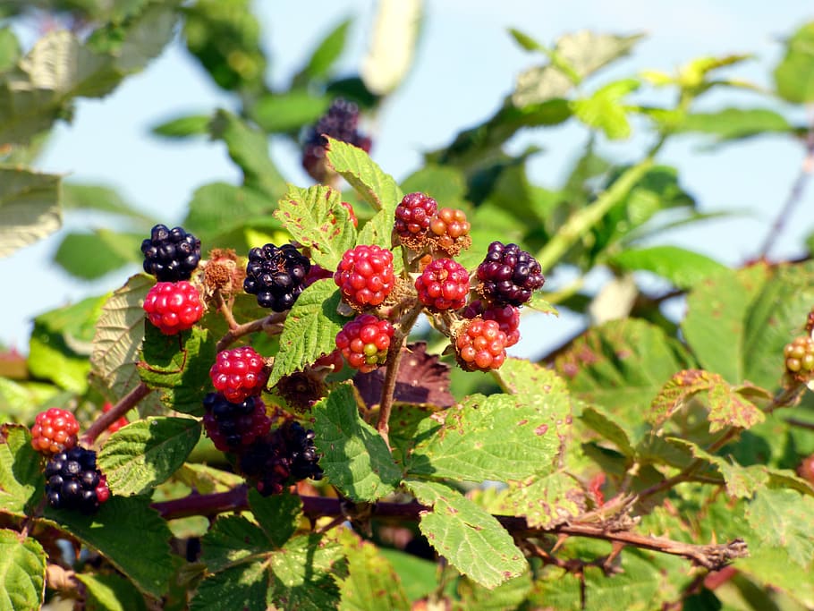 Bramble fruit 1080P, 2K, 4K, 5K HD wallpapers free download | Wallpaper ...