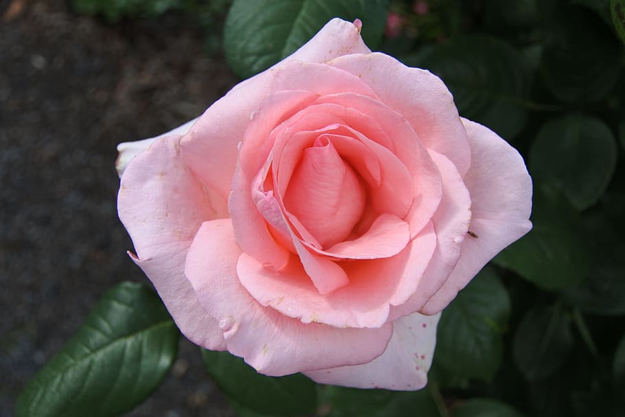 flower, rose, petal, leaf, flora, flowering plant, beauty in nature HD wallpaper