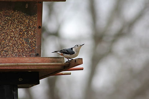 bird, nature, outdoors, eater, wildlife, white-breasted nuthatch HD wallpaper