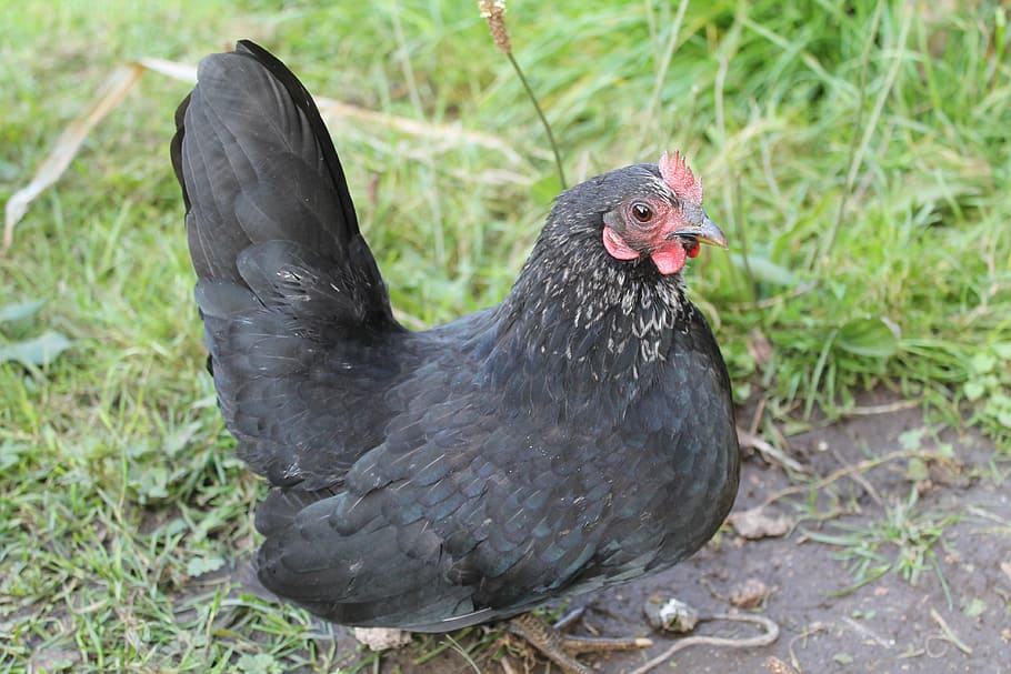 chicken, bantam, black, trustful, animals, poultry, breeding geflüegel