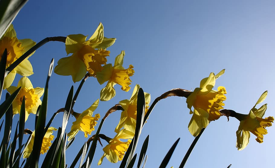 daffodil, flower, spring, yellow, colorful, sky, plant, nature HD wallpaper