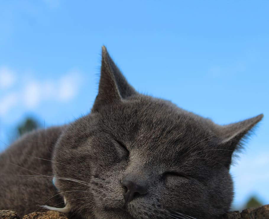 cat, sleeping, sleepy, blue sky, kitty, mammal, animal, animal themes HD wallpaper