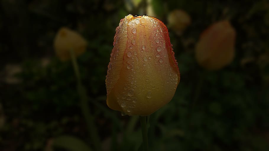 tulip, garden, spring, nature, plant, blossom, bloom, flower HD wallpaper