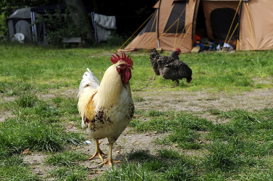 chicken, hahn, campground, camping, chickens, agriculture, bird HD wallpaper