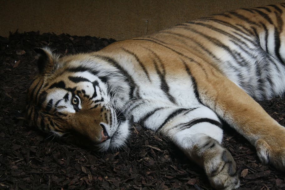 tiger, animals, zoo, mammal, animal themes, feline, big cat HD wallpaper
