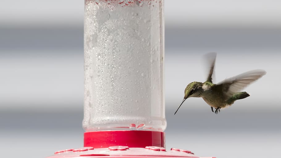 ruby-throated hummingbird, feeder, small, flying, sunshine, HD wallpaper