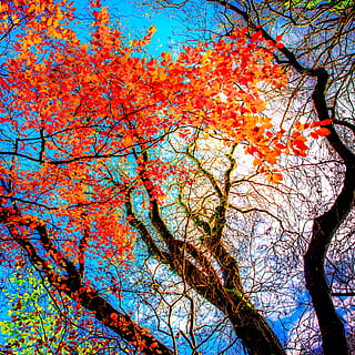 trees, autumn, fall, nature, season, colour, colourful, september HD wallpaper