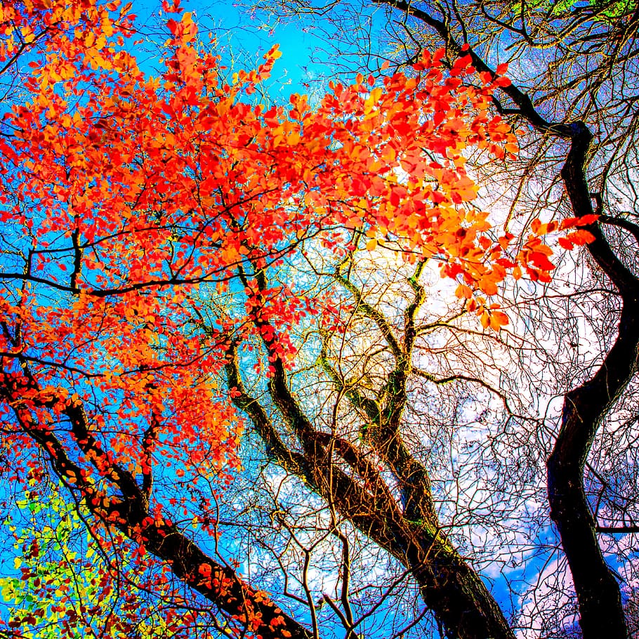 trees, autumn, fall, nature, season, colour, colourful, september, HD wallpaper