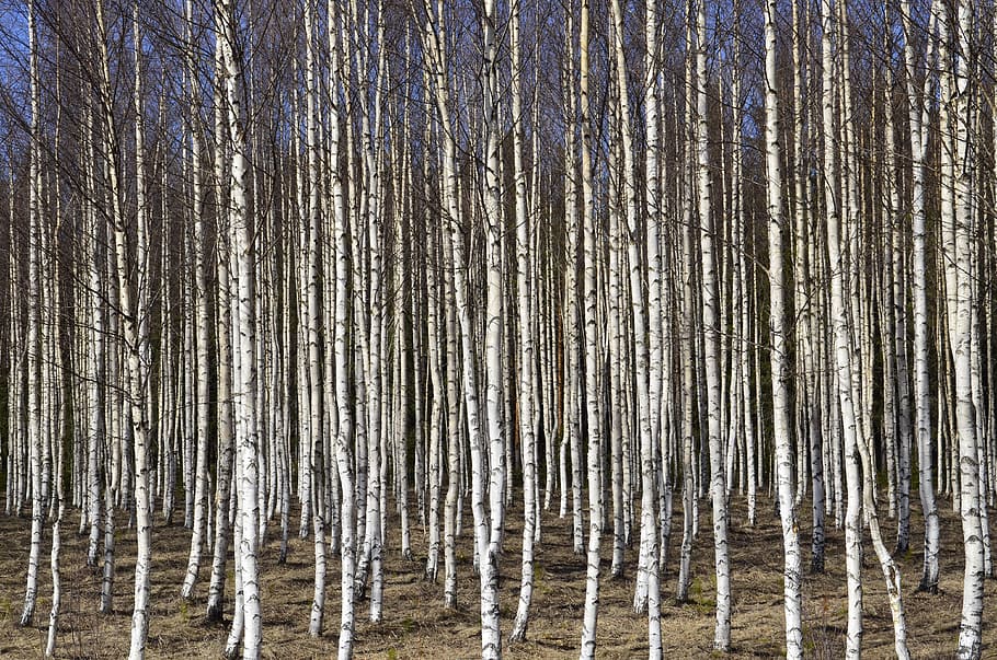 bush of birch tree, birch trees, no people, nature, day, outdoors HD wallpaper