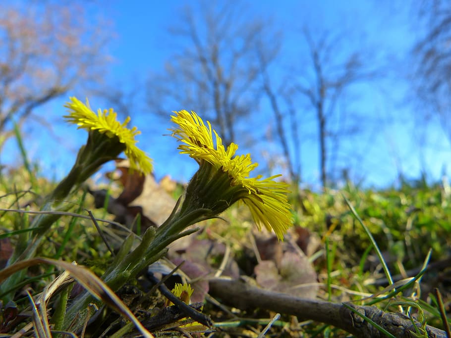 Tussilago Farfara, Flower, Blossom, bloom, yellow, composites, HD wallpaper