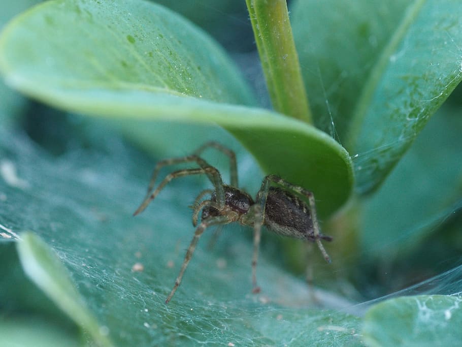 Spider, Insect, Animals, Network, Garden, close, green, one animal HD wallpaper