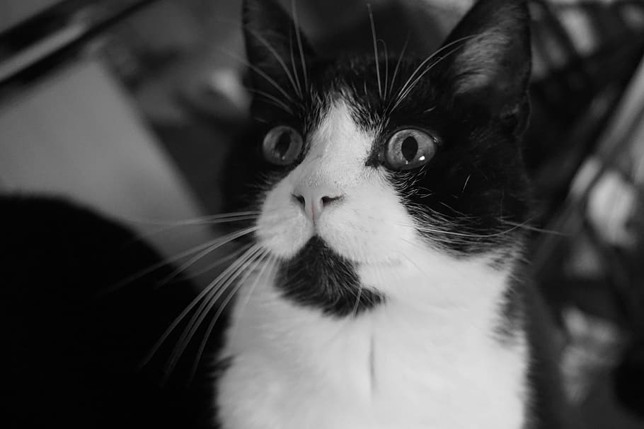 cat, portrait, kitten, cute, pet, animal, fluffy, curiosity HD wallpaper