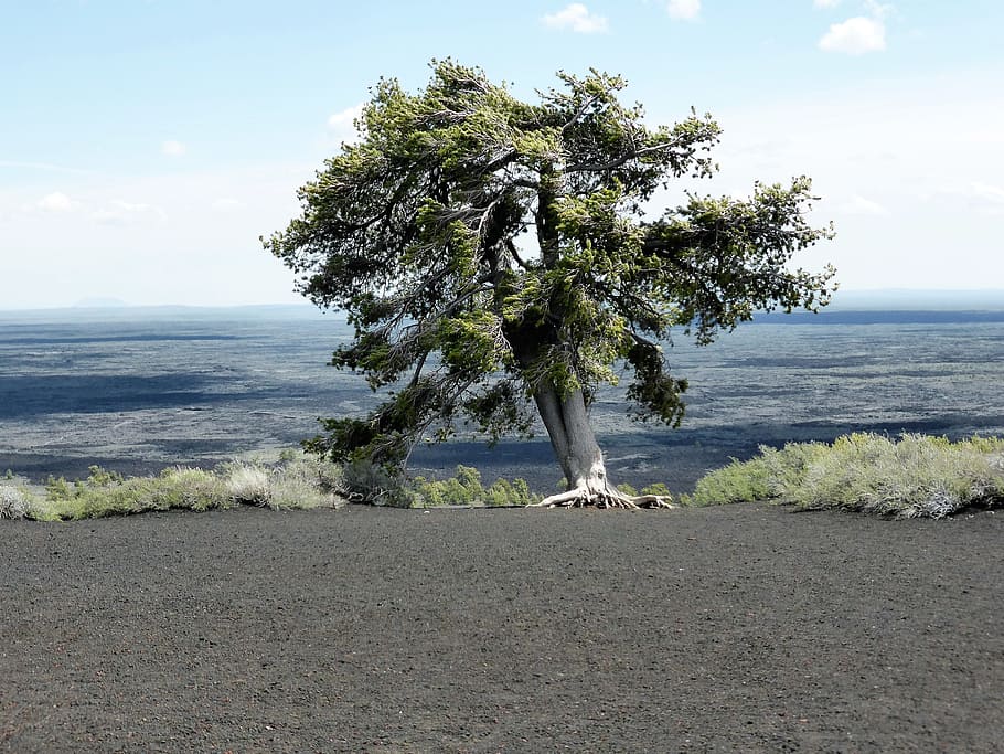 Nature, Tree, Lonely, Quiet, Drought, craters of the moon, usa HD wallpaper
