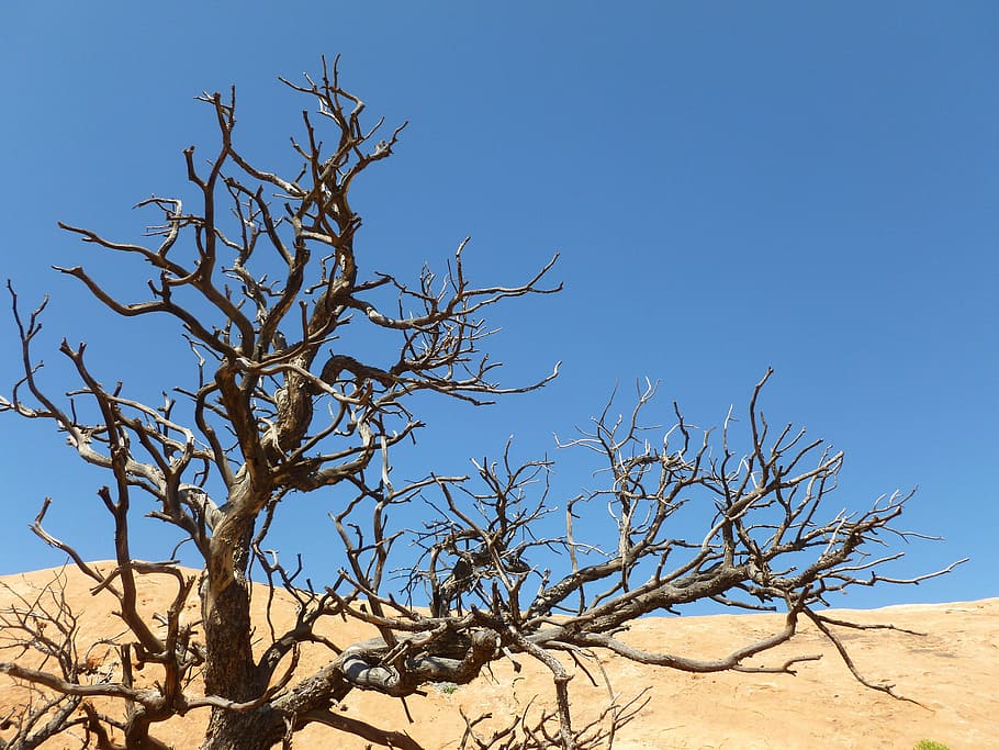 desert, drought, dry, nature, sand, tree, withered, sky, plant HD wallpaper