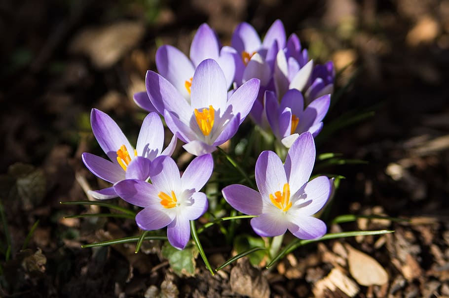 crocus, spring, purple, close, flowers, flowering plant, freshness HD wallpaper