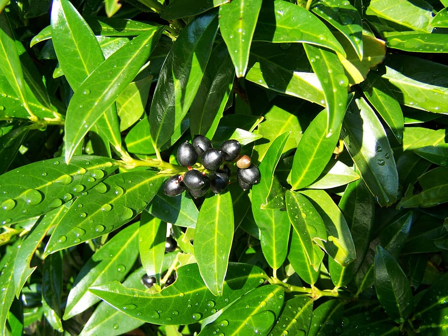 cherry laurel berries