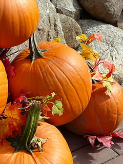 pumpkin, autumn, fall, fruit, arrangement, colorful, season HD wallpaper