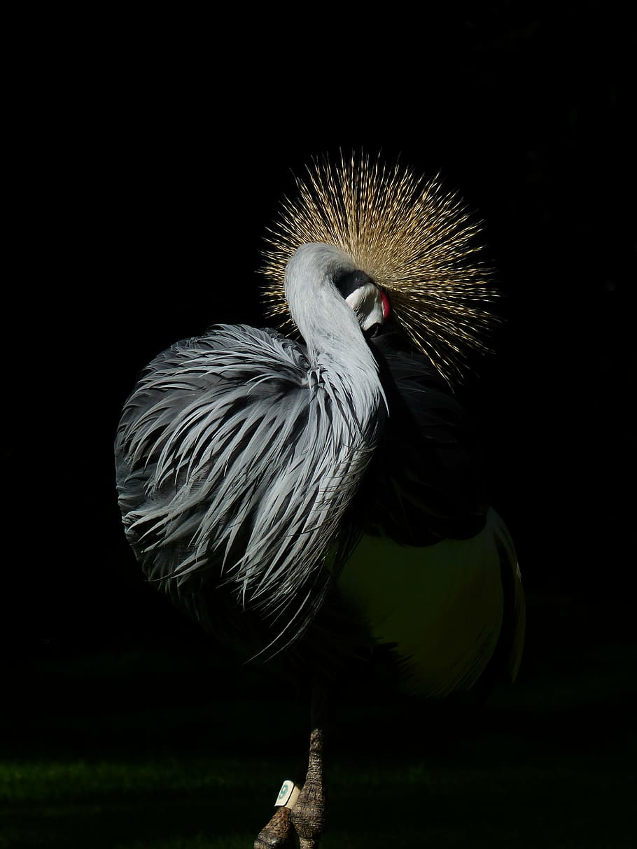 spring crown, crane, bird, spring dress, tufts of hair, standing out HD wallpaper