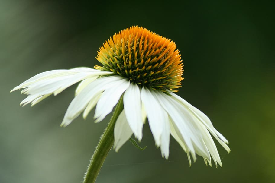 sun hat, echinacea, blossom, bloom, nature, garden, flower HD wallpaper