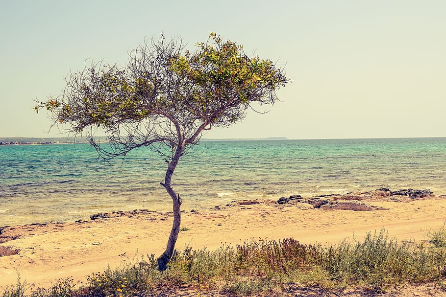 wood, sea, dawn, landscape, beach, beautiful, cyprus, daylight HD wallpaper