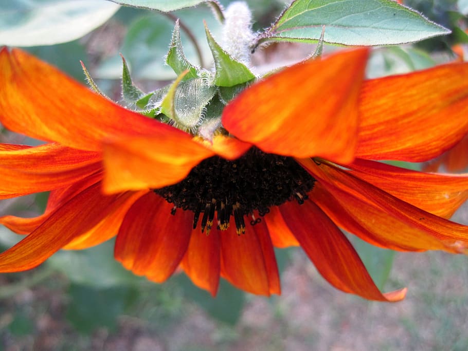 Flower, Bloom, Down, Petals, facing down, orange-red, seeds HD wallpaper