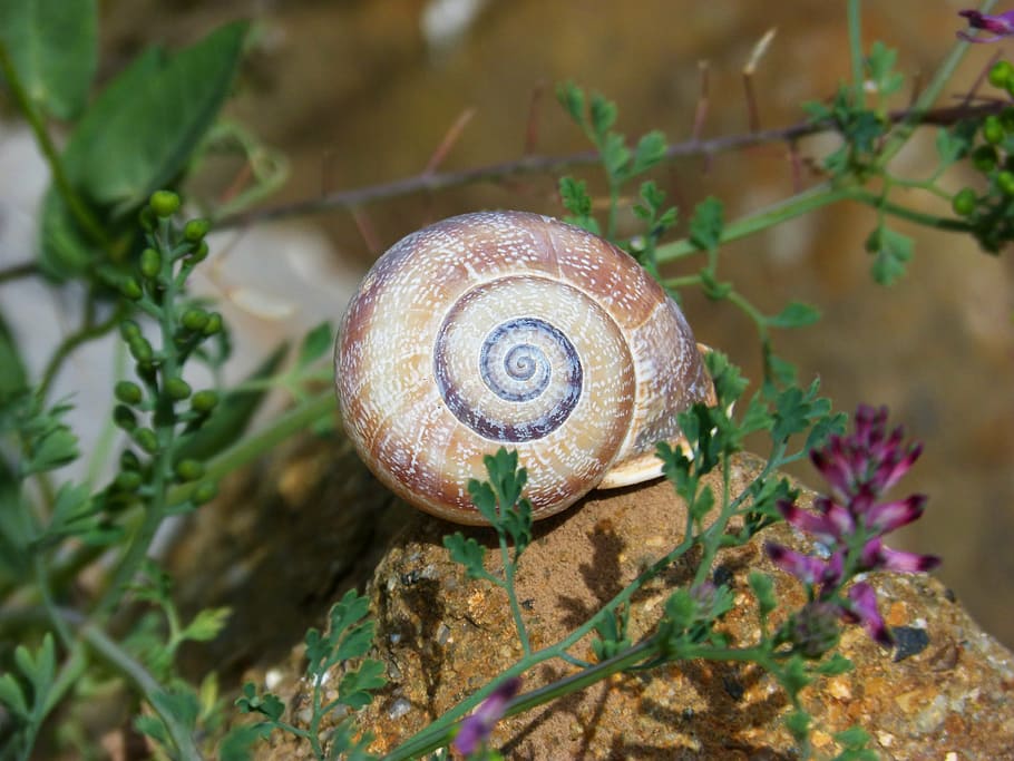 snail, spiral, beauty, shell, animal wildlife, animal shell HD wallpaper