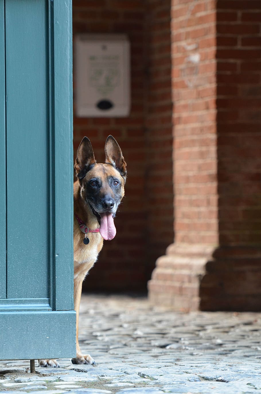 malinois, door, belgian shepherd dog, pets, animal, canine, HD wallpaper