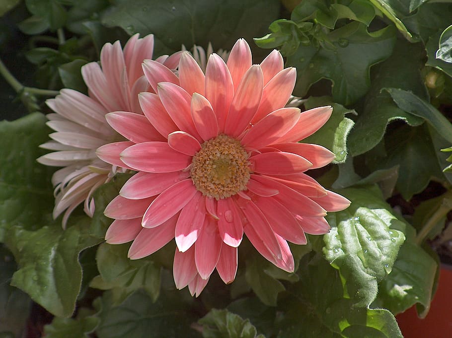 spring, daisy, pink, flower, pink flower, grass, green, petals HD wallpaper