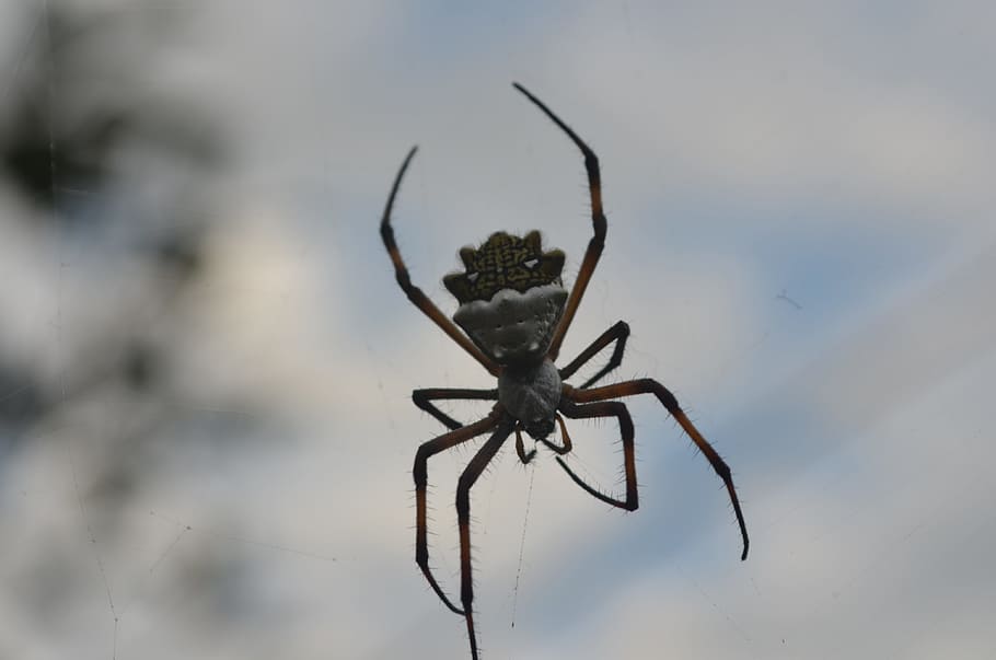 spider, garden, nature, animal themes, invertebrate, insect HD wallpaper