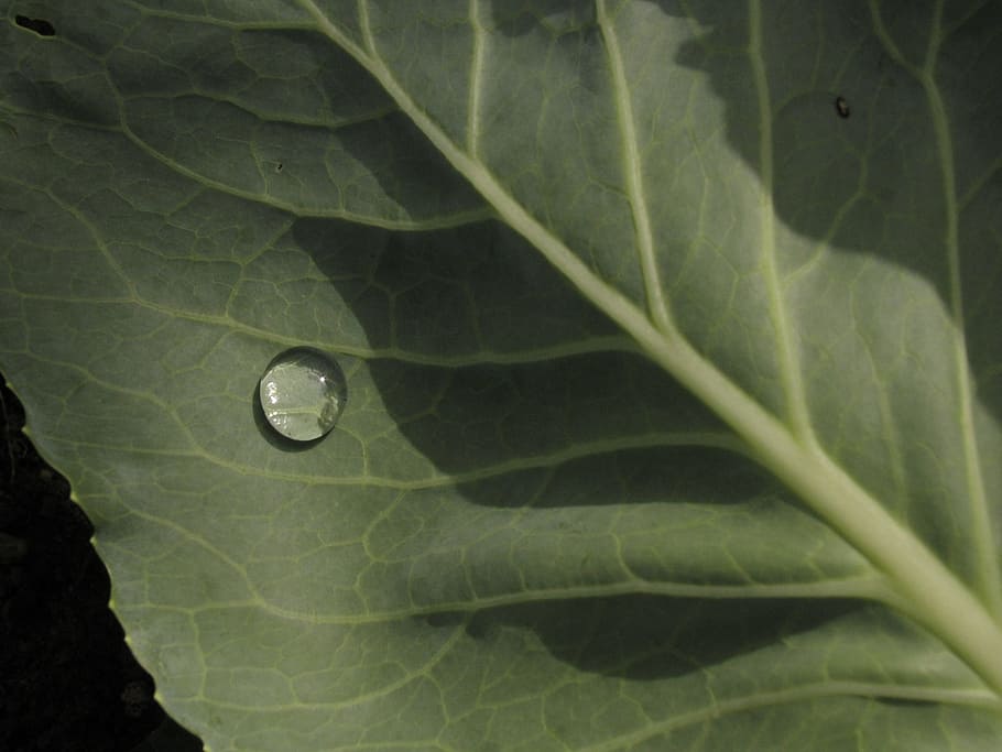 dewdrop, tropics, plant part, leaf, no people, green color HD wallpaper