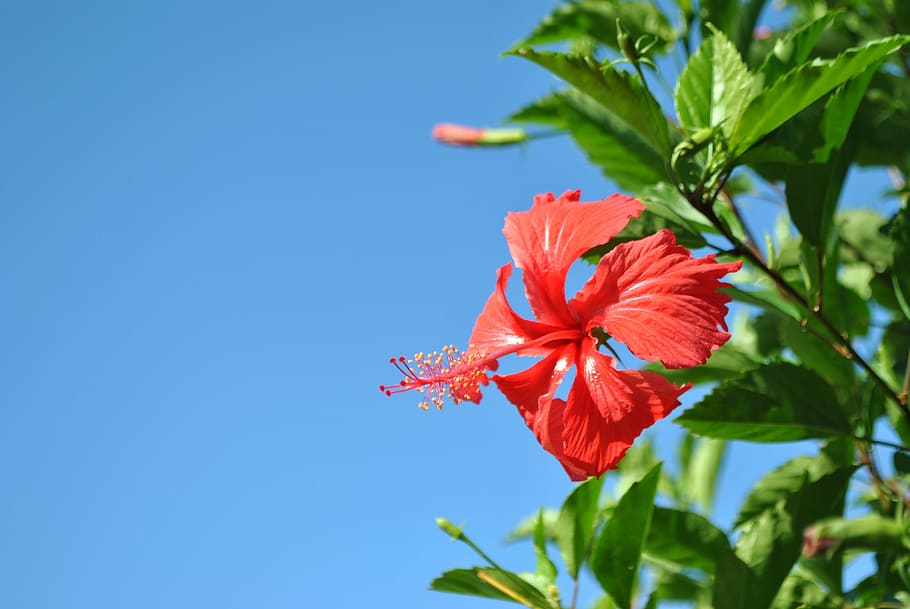 Flower, Plant, Blossom, Bloom, Sky, nature, red, summer, blue HD wallpaper