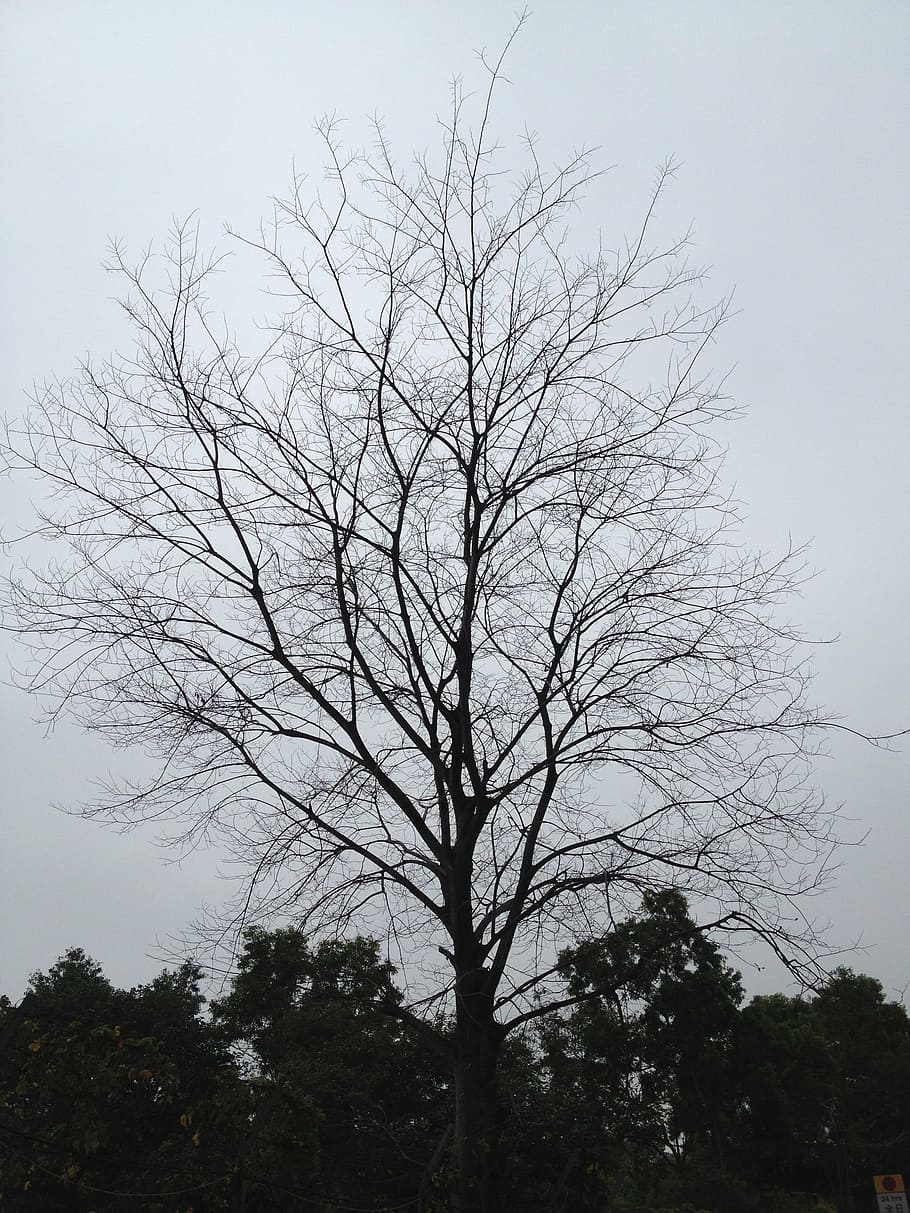 tree, hokaido, branches, winter, silhouette, plant, bare tree HD wallpaper