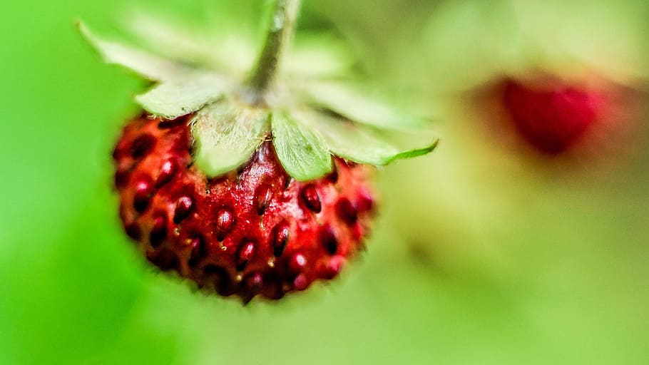 strawberry, macro, fruit, sweet, food, fresh, red, summer, delicious HD wallpaper