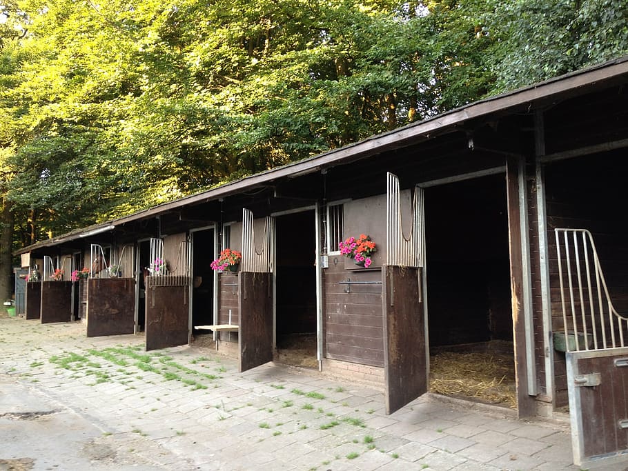 stalls, horses, dom, wood - Material, architecture, built structure HD wallpaper