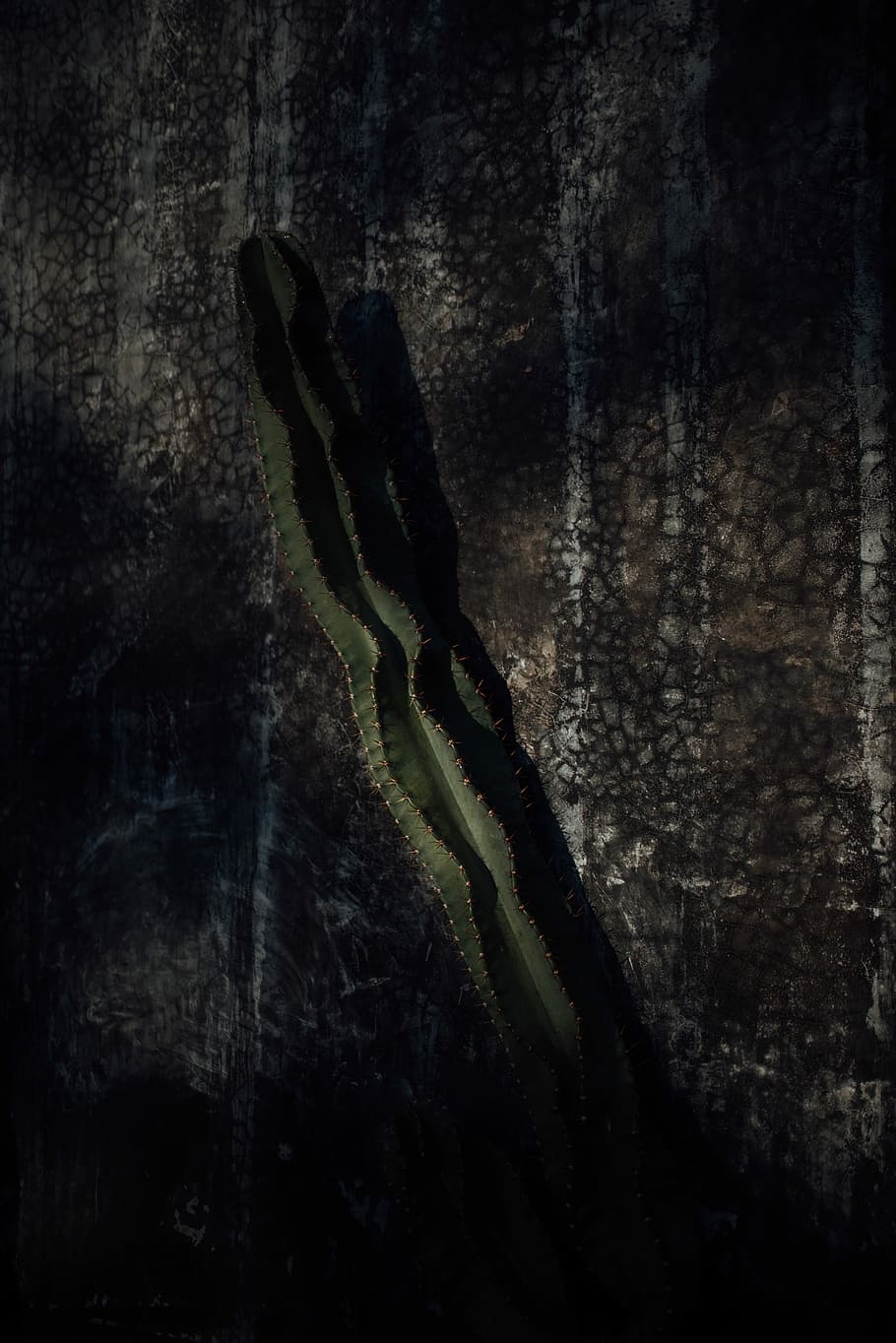 Shades and shadows, green cactus plant on floor, wall, texture HD wallpaper