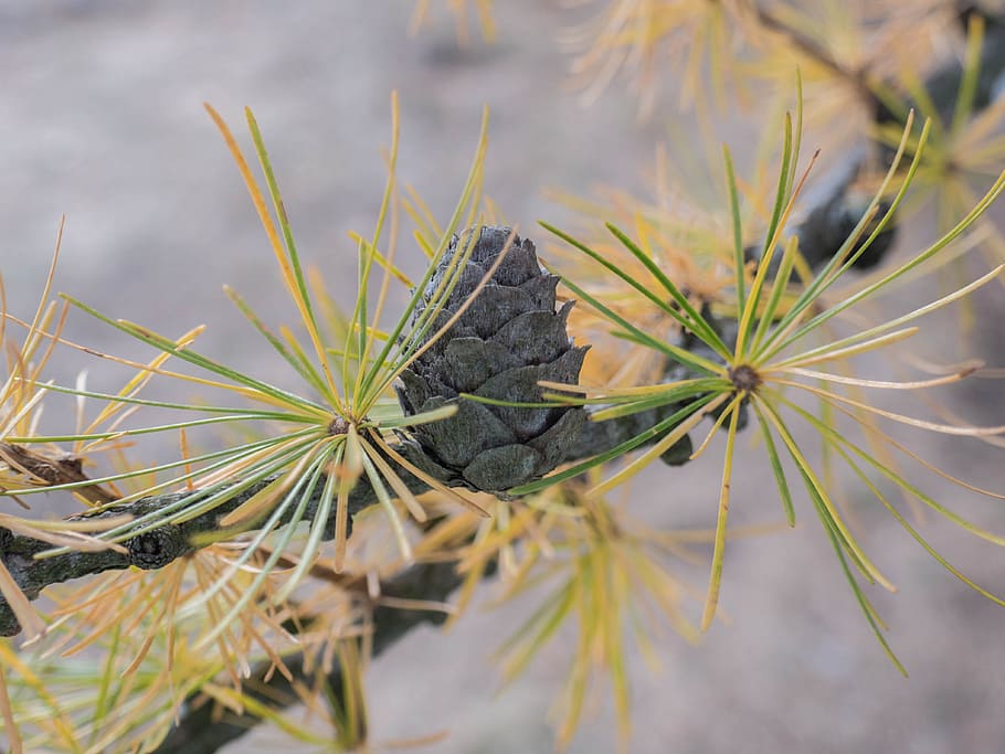 pine cones, background nature, tap, forest, branch, plant, growth HD wallpaper